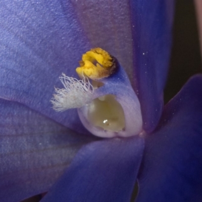 Thelymitra ixioides (Dotted Sun Orchid) at Parma Creek Nature Reserve - 25 Sep 2010 by AlanS