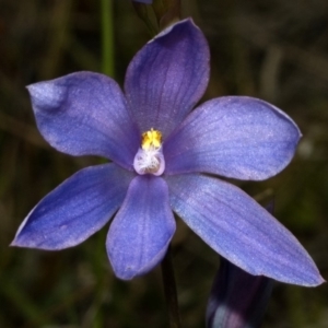 Thelymitra ixioides at Yerriyong, NSW - suppressed