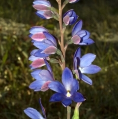 Thelymitra ixioides at Yerriyong, NSW - suppressed