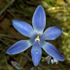 Thelymitra ixioides at Yerriyong, NSW - suppressed