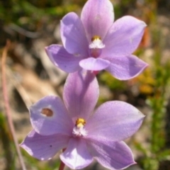 Thelymitra (Genus) (Sun Orchid) at West Nowra, NSW - 13 Oct 2003 by AlanS