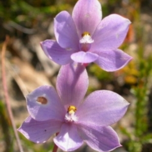 Thelymitra sp. at West Nowra, NSW - 13 Oct 2003