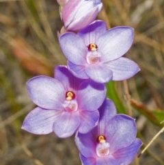 Thelymitra sp. aff. pauciflora (A Sun Orchid) at West Nowra, NSW - 1 Sep 2005 by AlanS