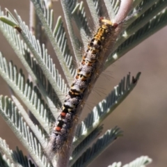 Acyphas semiochrea (Omnivorous Tussock Moth) at Mulligans Flat - 22 Feb 2019 by AlisonMilton