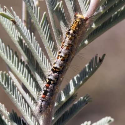 Acyphas semiochrea (Omnivorous Tussock Moth) at Mulligans Flat - 22 Feb 2019 by AlisonMilton