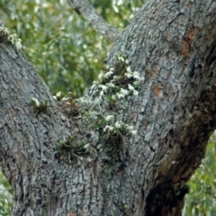 Dendrobium aemulum (Ironbark Orchid) at Callala Bay, NSW - 3 Sep 2005 by AlanS