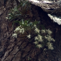 Dendrobium aemulum (Ironbark Orchid) at Callala Bay, NSW - 5 Aug 2009 by AlanS