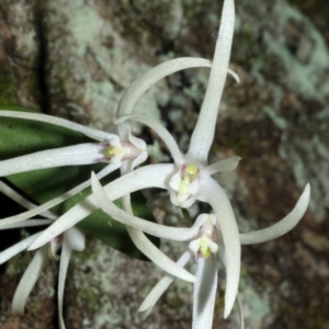 Dendrobium aemulum at Budgong, NSW - 16 Sep 2016