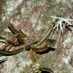 Dendrobium aemulum at Budgong, NSW - 16 Sep 2016