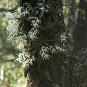Dendrobium aemulum at Burrier, NSW - suppressed