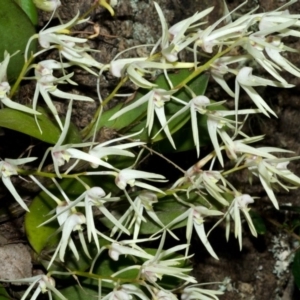 Dendrobium aemulum at Burrier, NSW - suppressed