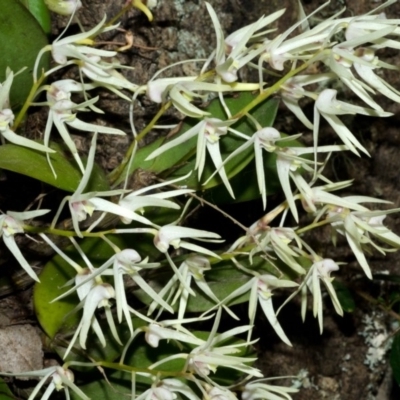 Dendrobium aemulum (Ironbark Orchid) at Burrier, NSW - 14 Aug 2012 by AlanS