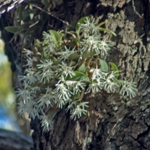 Dendrobium aemulum at Callala Bay, NSW - suppressed