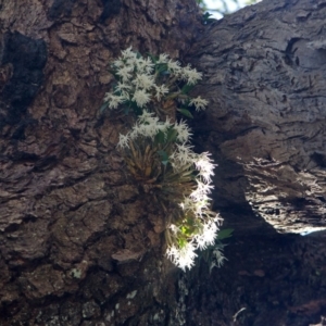 Dendrobium aemulum at Callala Bay, NSW - suppressed