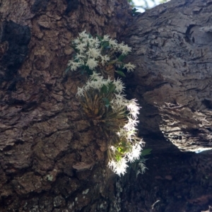 Dendrobium aemulum at Callala Bay, NSW - 15 Aug 2013