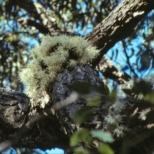 Dendrobium aemulum at Callala Bay, NSW - suppressed