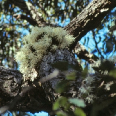 Dendrobium aemulum (Ironbark Orchid) at Callala Bay, NSW - 14 Apr 2009 by AlanS