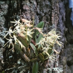 Dendrobium aemulum (Ironbark Orchid) at Burrier, NSW - 23 Aug 2003 by AlanS