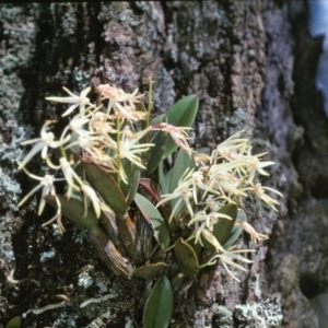 Dendrobium aemulum at Burrier, NSW - 24 Aug 2003