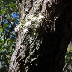 Dendrobium aemulum (Ironbark Orchid) at Wollumboola, NSW - 26 Aug 2016 by AlanS