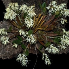 Dendrobium aemulum (Ironbark Orchid) at Burrier, NSW - 17 Jul 2009 by AlanS