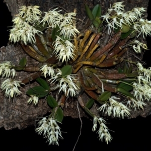 Dendrobium aemulum at Burrier, NSW - suppressed