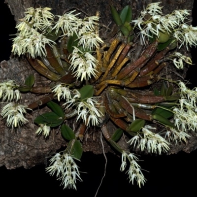 Dendrobium aemulum (Ironbark Orchid) at Burrier, NSW - 17 Jul 2009 by AlanS