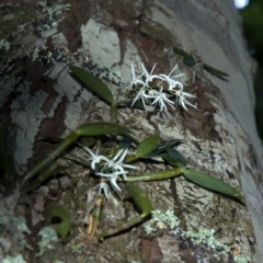 Dendrobium aemulum (Ironbark Orchid) at Budgong, NSW - 9 Sep 2009 by AlanS
