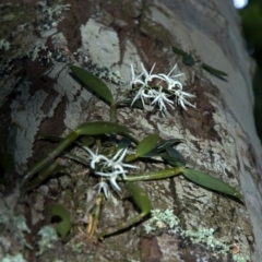 Dendrobium aemulum (Ironbark Orchid) at Budgong, NSW - 8 Sep 2009 by AlanS