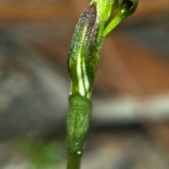 Pterostylis sp. (A Greenhood) at Browns Mountain, NSW - 5 Mar 2011 by AlanS