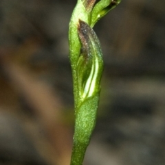 Pterostylis sp. at Browns Mountain, NSW - suppressed