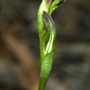 Pterostylis sp. at Browns Mountain, NSW - 6 Mar 2011