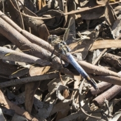 Orthetrum caledonicum (Blue Skimmer) at Mulligans Flat - 22 Feb 2019 by AlisonMilton