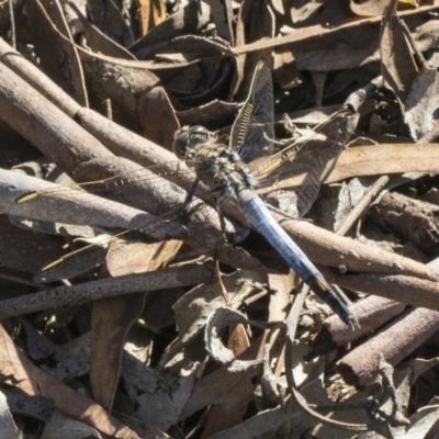 Orthetrum caledonicum (Blue Skimmer) at Mulligans Flat - 22 Feb 2019 by AlisonMilton