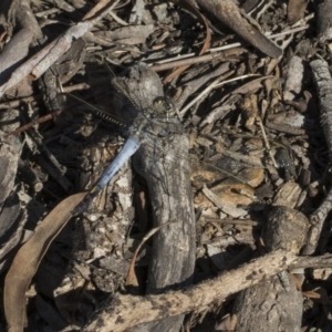 Orthetrum caledonicum at Forde, ACT - 22 Feb 2019