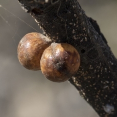 Cryptes baccatus (Wattle Tick Scale) at Mulligans Flat - 22 Feb 2019 by Alison Milton