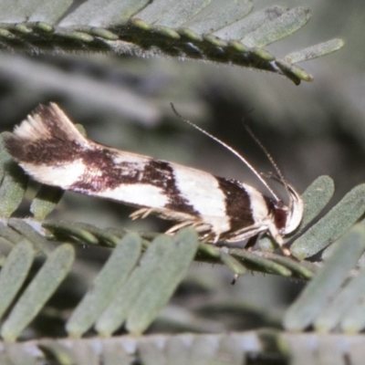 Macrobathra desmotoma ( A Cosmet moth) at Forde, ACT - 22 Feb 2019 by AlisonMilton