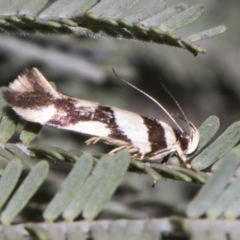 Macrobathra desmotoma ( A Cosmet moth) at Forde, ACT - 21 Feb 2019 by AlisonMilton