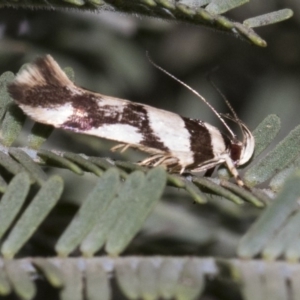 Macrobathra desmotoma at Forde, ACT - 22 Feb 2019 09:12 AM