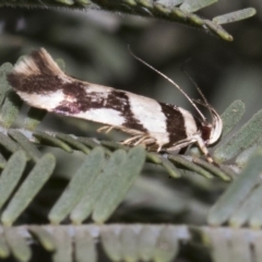 Macrobathra desmotoma at Forde, ACT - 22 Feb 2019