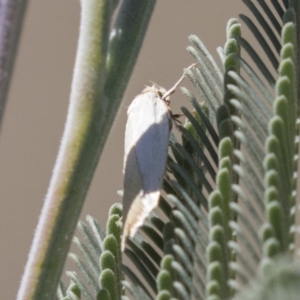 Oecophoridae (family) at Amaroo, ACT - 22 Feb 2019 12:33 PM