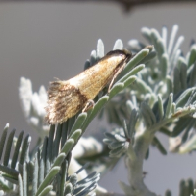 Isomoralla pyrrhoptera (A concealer moth) at Mulligans Flat - 22 Feb 2019 by AlisonMilton