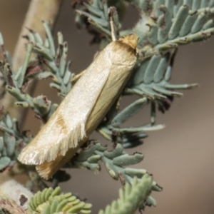 Oecophoridae provisional species 6 at suppressed - 22 Feb 2019