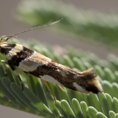 Macrobathra desmotoma ( A Cosmet moth) at Mulligans Flat - 22 Feb 2019 by AlisonMilton