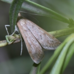 Uresiphita ornithopteralis (Tree Lucerne Moth) at Acton, ACT - 19 Feb 2019 by AlisonMilton