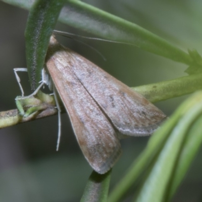 Uresiphita ornithopteralis (Tree Lucerne Moth) at ANBG - 18 Feb 2019 by Alison Milton