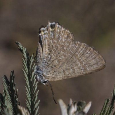 Jalmenus icilius (Amethyst Hairstreak) at Amaroo, ACT - 22 Feb 2019 by AlisonMilton