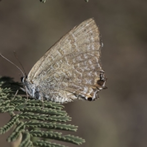 Jalmenus icilius at Amaroo, ACT - 22 Feb 2019 03:10 PM