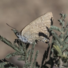 Jalmenus icilius at Amaroo, ACT - 22 Feb 2019