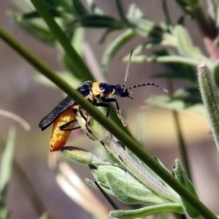 Chauliognathus lugubris (Plague Soldier Beetle) at Fadden Hills Pond - 24 Feb 2019 by RodDeb